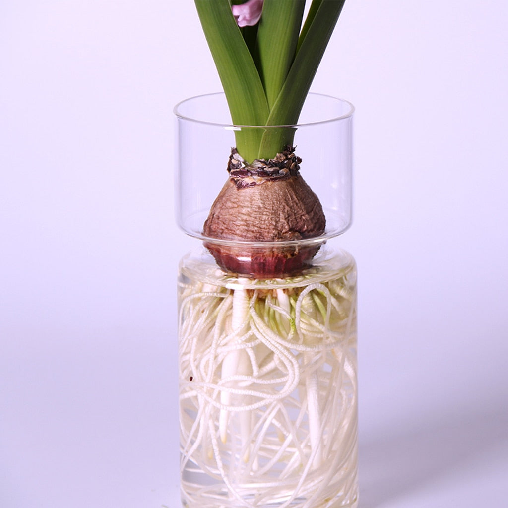 Hyacinth Vase Clear Glass